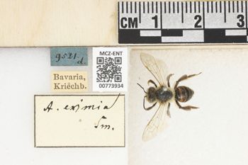 Media type: image;   Entomology 773934 Aspect: Labels